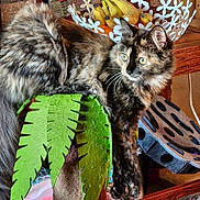 Ethel is registered to the contest to win money with this photo: cat, tortoiseshell_cat, scratching_post, felt, green, indoor, fruit_bowl, bananas, family_photo, wooden_furniture, carpet, cozy, pet, animal, relaxed, domestic, playful, feline, home, decor
