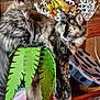 cat, tortoiseshell_cat, scratching_post, felt, green, indoor, fruit_bowl, bananas, family_photo, wooden_furniture, carpet, cozy, pet, animal, relaxed, domestic, playful, feline, home, decor