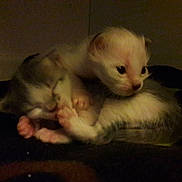 Abysse a rejoint le concours — aidez-le/la à gagner de superbes lots ! kitten, newborn, animal, pet, sleeping, snuggling, fur, close_up, dark, blanket, small, cute, domestic_cat, baby, two_animals, whiskers, paws, indoor, resting, feline