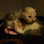 kitten, newborn, animal, pet, sleeping, snuggling, fur, close_up, dark, blanket, small, cute, domestic_cat, baby, two_animals, whiskers, paws, indoor, resting, feline