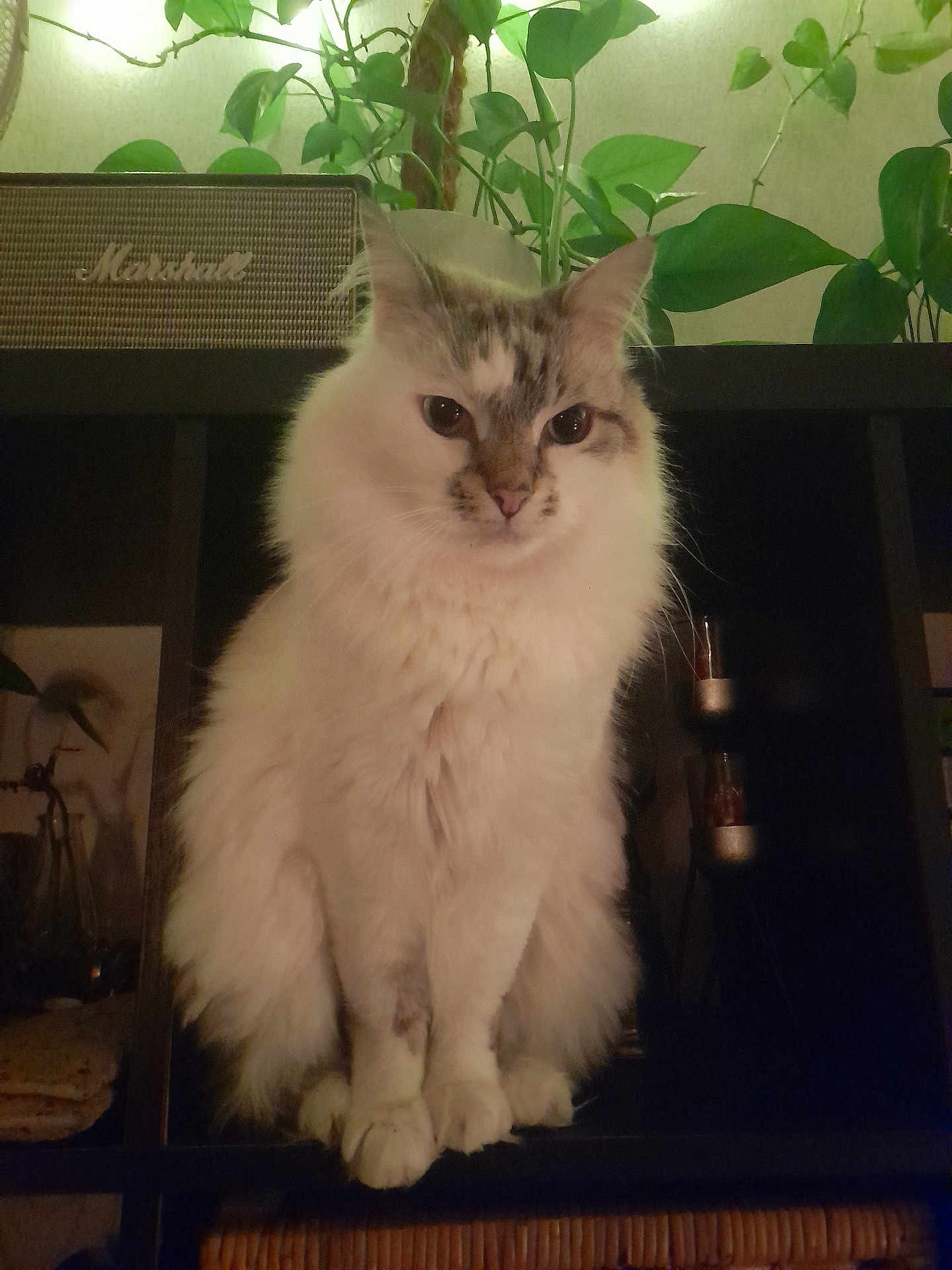 Abysse a rejoint le concours — aidez-le/la à gagner de superbes lots ! cat, fluffy, white_cat, grey_markings, indoor, plant, green_leaves, shelf, marshall_speaker, pet, animal, feline, cute, domestic_cat, sitting, cozy, home_decor, furniture, calm, portrait