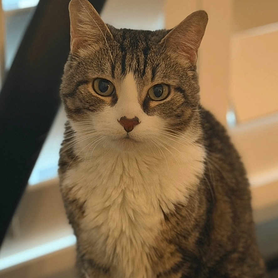 Scarlet