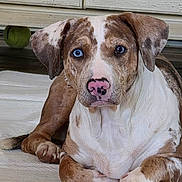 Petunia joined the competition — help win amazing prizes! dog, heterochromia, blue_eye, brown_eye, pink_nose, indoor, floor, mat, cabinet, wooden_floor, pet, canine, relaxed, close_up, lying_down, fur, ears, face, animal, domestic