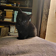 Locket is registered to the contest to win money with this photo: kitten, black_cat, pet, indoor, blanket, curious, cute, animal, feline, sitting, soft, cozy, shelf, books, home, domestic, young, furry, looking, small