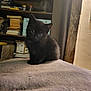 kitten, black_cat, pet, indoor, blanket, curious, cute, animal, feline, sitting, soft, cozy, shelf, books, home, domestic, young, furry, looking, small