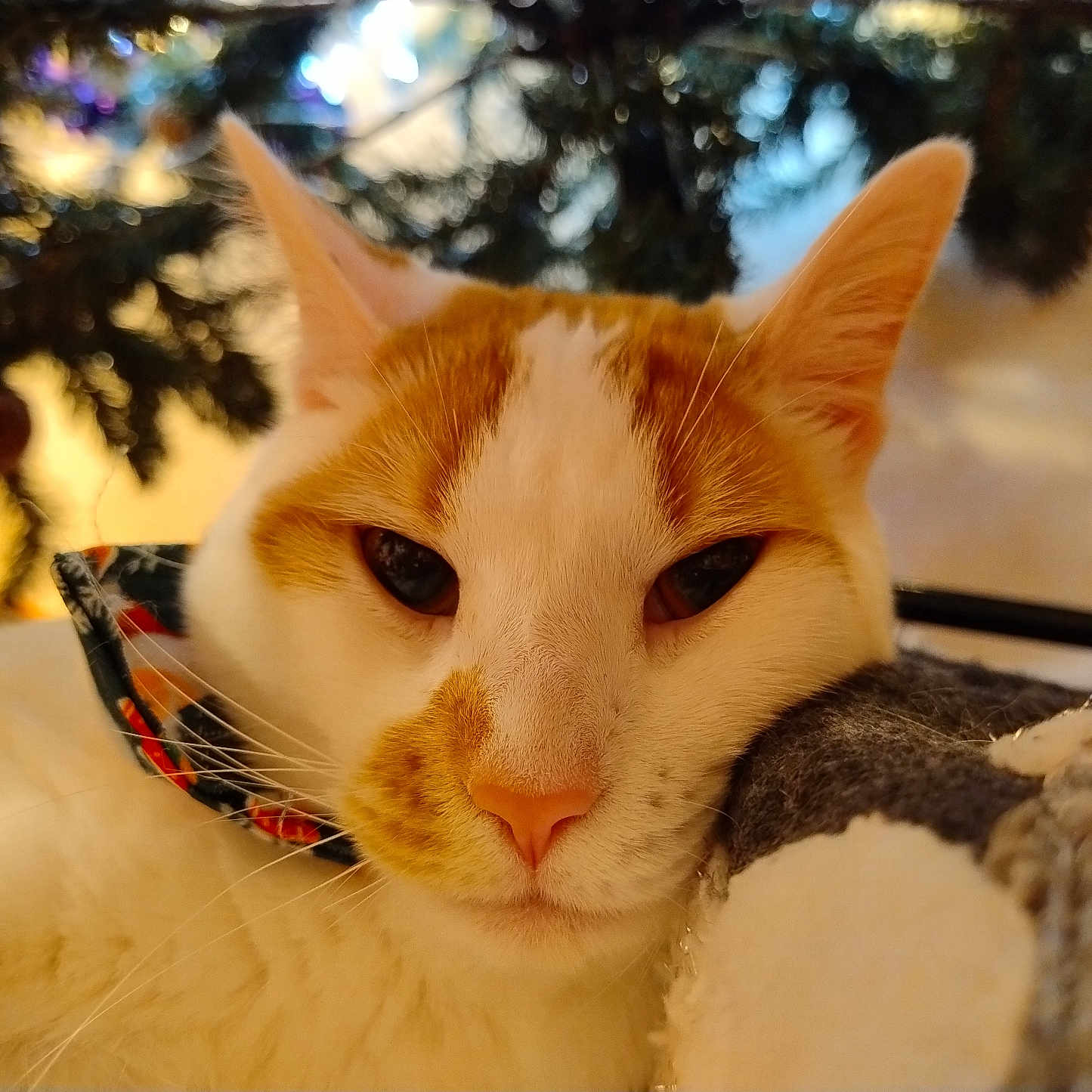 Pippin is registered to the contest to win money with this photo: abyssinian, accessories, animal, bird, cat, collar, couch, fir, furniture, hardwood, kitten, manx, pet, plant, siamese, strap, tree, wood