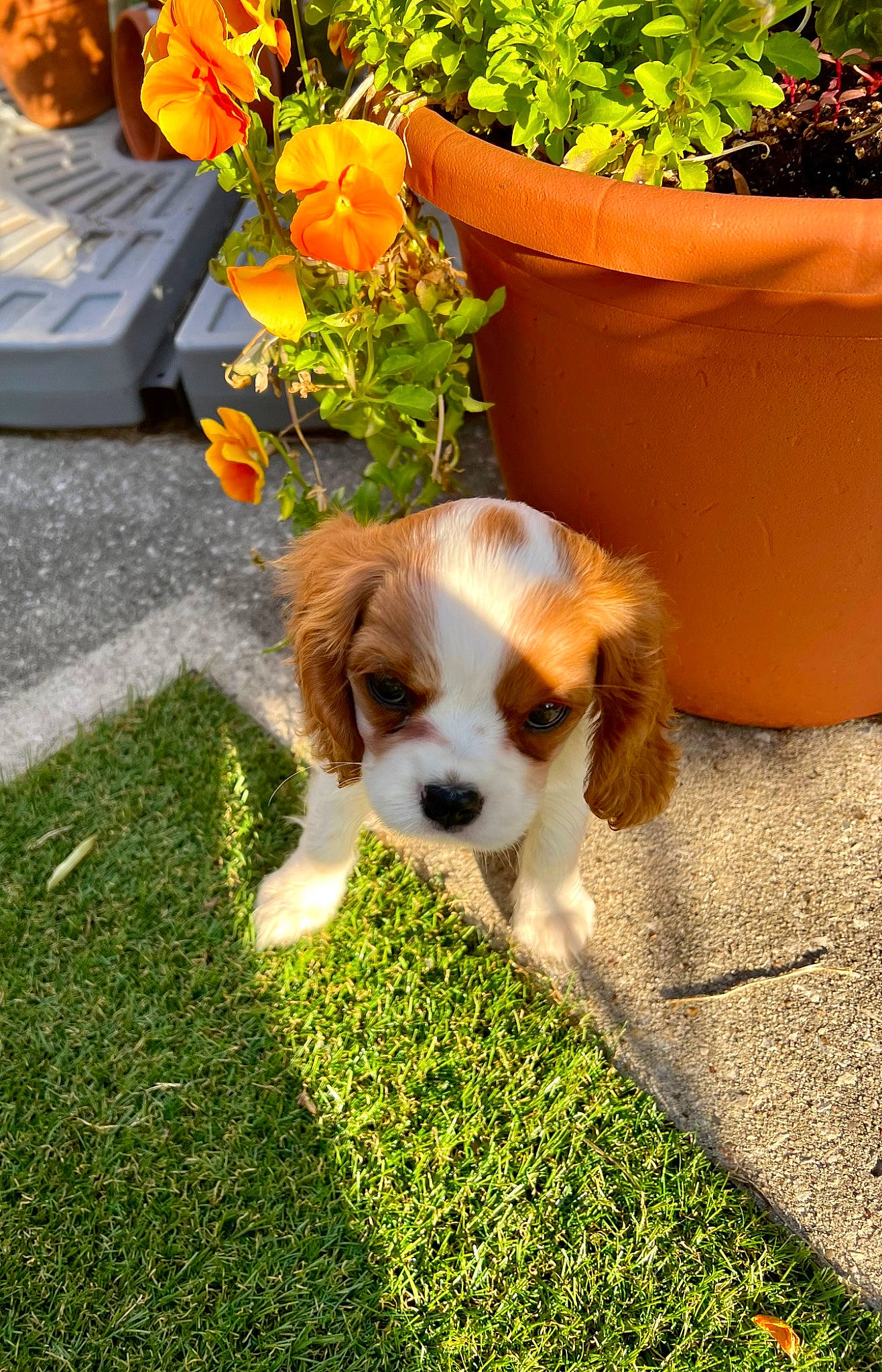 Peach is registered to the contest to win money with this photo: annual_plant, canidae, carnivore, cavalier_king_charles_spaniel, chair, companion_dog, dog, dog_breed, fawn, flower, flowerpot, grass, herb, houseplant, petal, plant, spaniel, sporting_group, toy, toy_dog