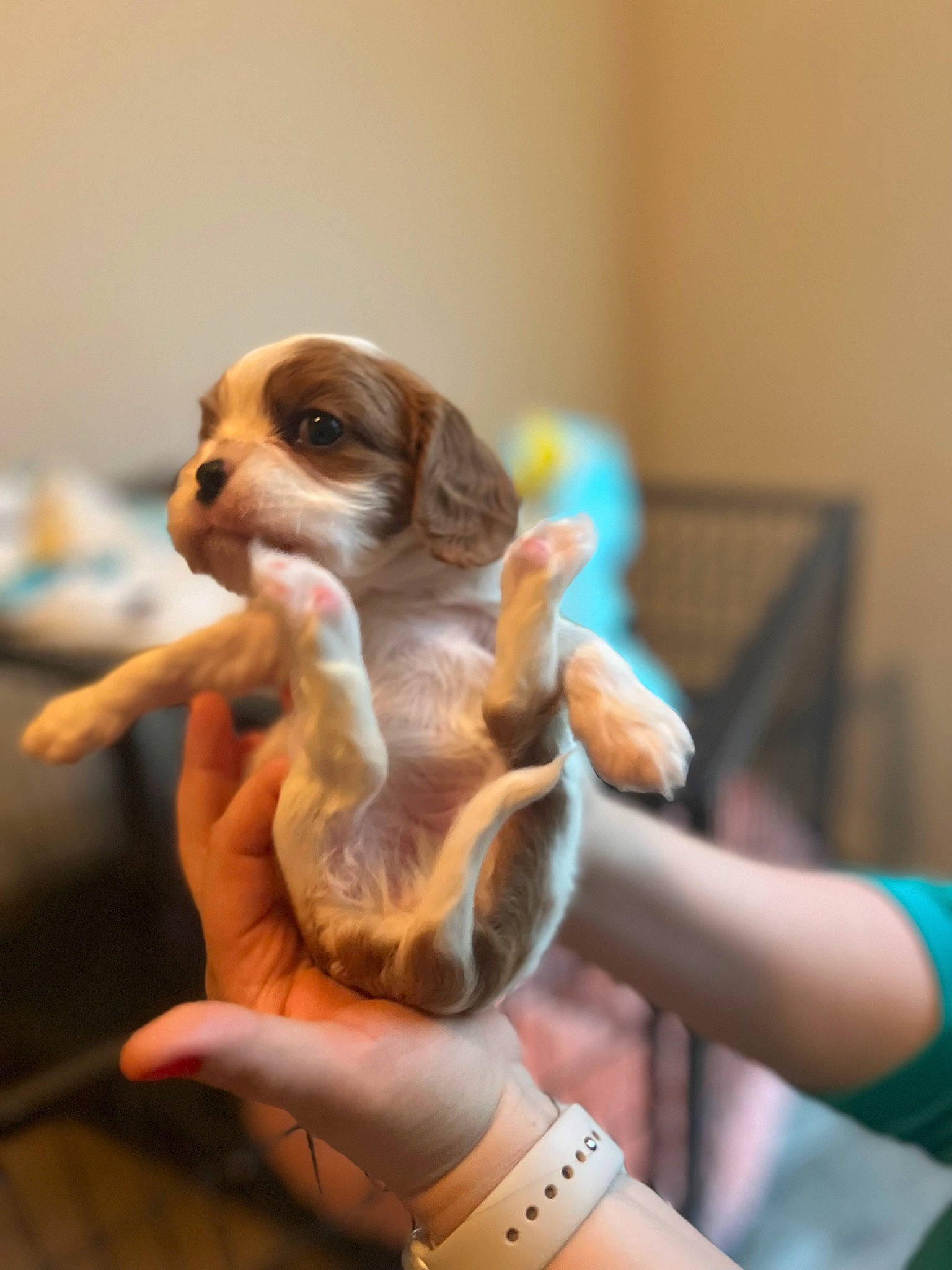 Peach joined the competition — help win amazing prizes! canidae, carnivore, companion_dog, dog, dog_breed, fawn, finger, fur, liver, nail, puppy, snout, sporting_group, tail, terrestrial_animal, thumb, toy, toy_dog, working_animal, wrist