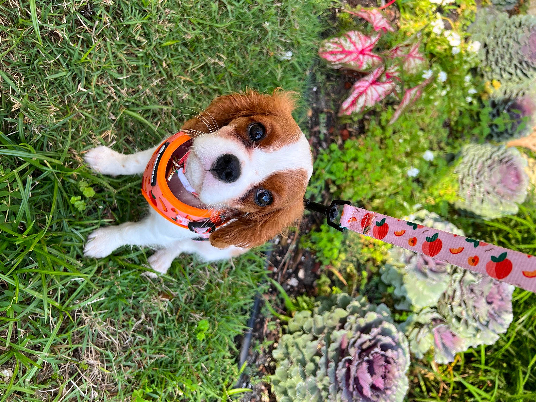 Peach is registered to the contest to win money with this photo: annual_plant, carnivore, companion_dog, dog_breed, fawn, flower, fur, grass, grass_family, groundcover, lawn_ornament, organism, petal, plant, plush, red_panda, stuffed_toy, textile, toy, working_animal
