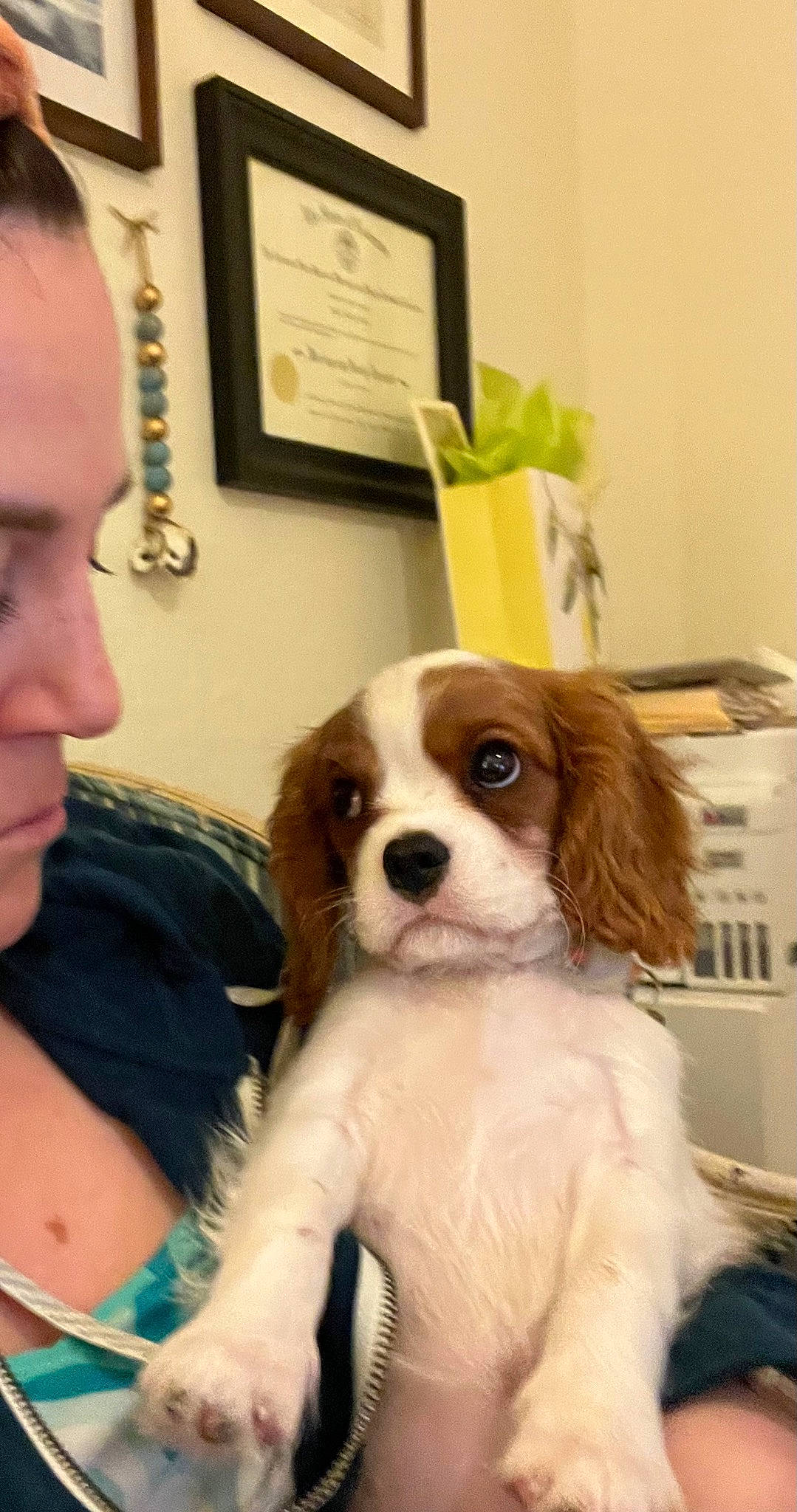 Peach is registered to the contest to win money with this photo: canidae, carnivore, cavalier_king_charles_spaniel, chair, companion_dog, dog, dog_breed, fawn, formal_wear, fur, king_charles_spaniel, liver, picture_frame, plant, snout, spaniel, sporting_group, toy_dog, whiskers, working_animal