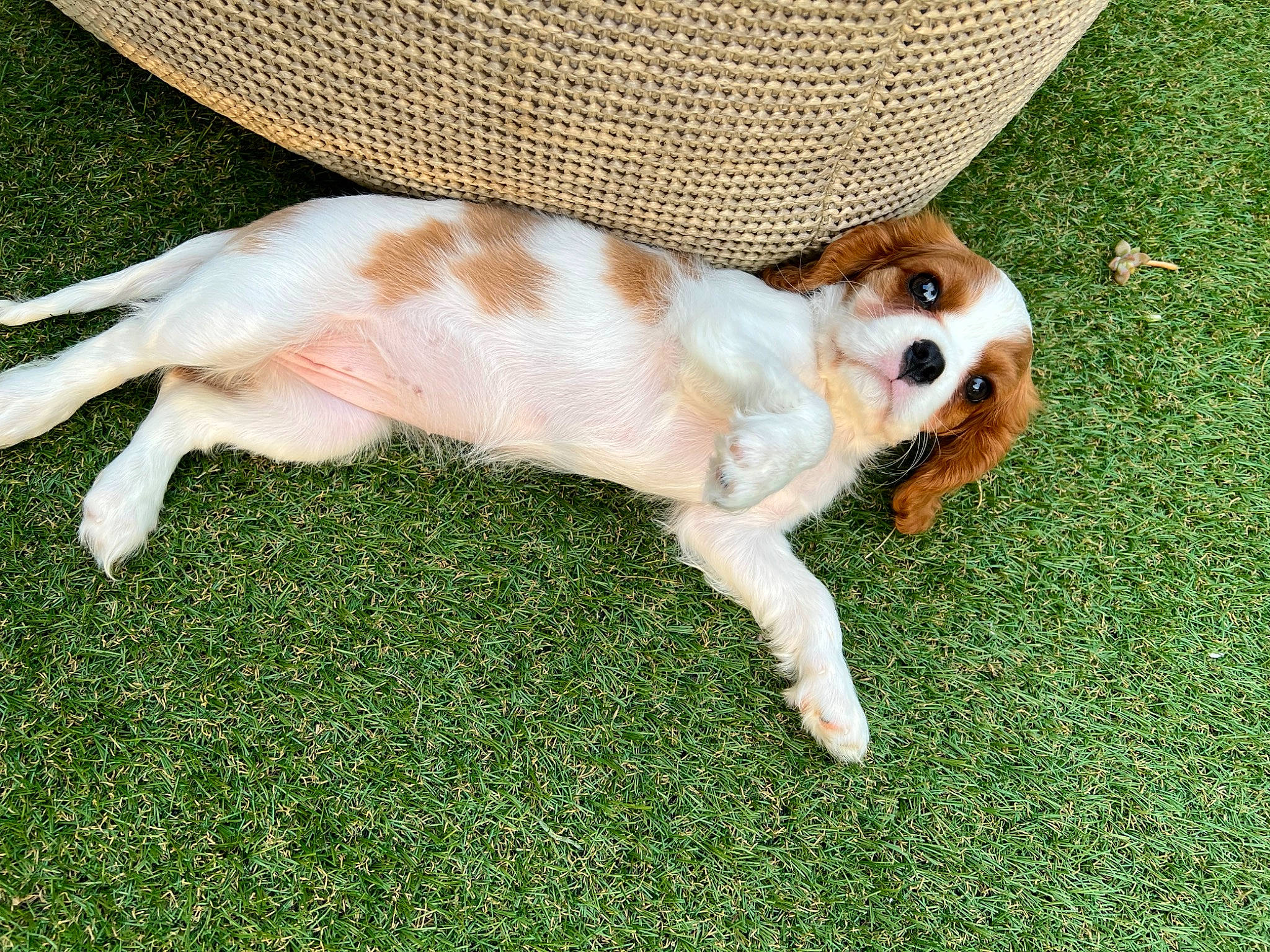 Peach joined the competition — help win amazing prizes! canidae, carnivore, chihuahua, companion_dog, dog, dog_breed, dog_supply, fawn, fur, grass, hat, paw, plant, sporting_group, sun_hat, sunglasses, tail, terrestrial_animal, toy_dog, working_animal