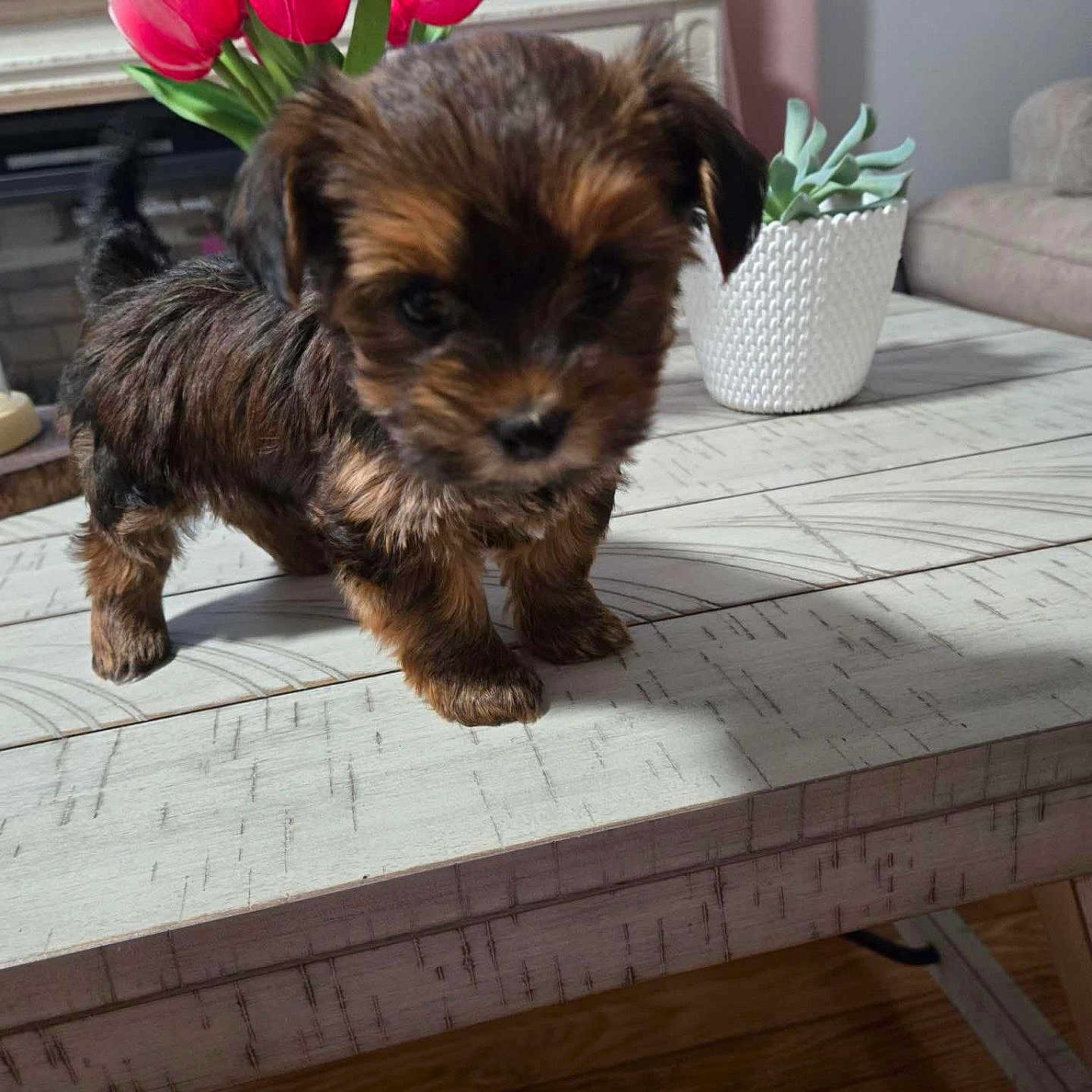 Nia is registered to the contest to win money with this photo: animal, canine, coffeetable, dog, flower, flowerarrangement, flowerbouquet, furniture, indoors, interiordesign, jar, pet, plant, planter, pottedplant, pottery, puppy, table, vase, wood