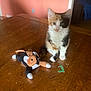 animal, black, brown, calico, cat, curious, domestic, feline, indoor, kitten, orange, pet, playful, sitting, stuffed_toy, table, toy, white, wood, young