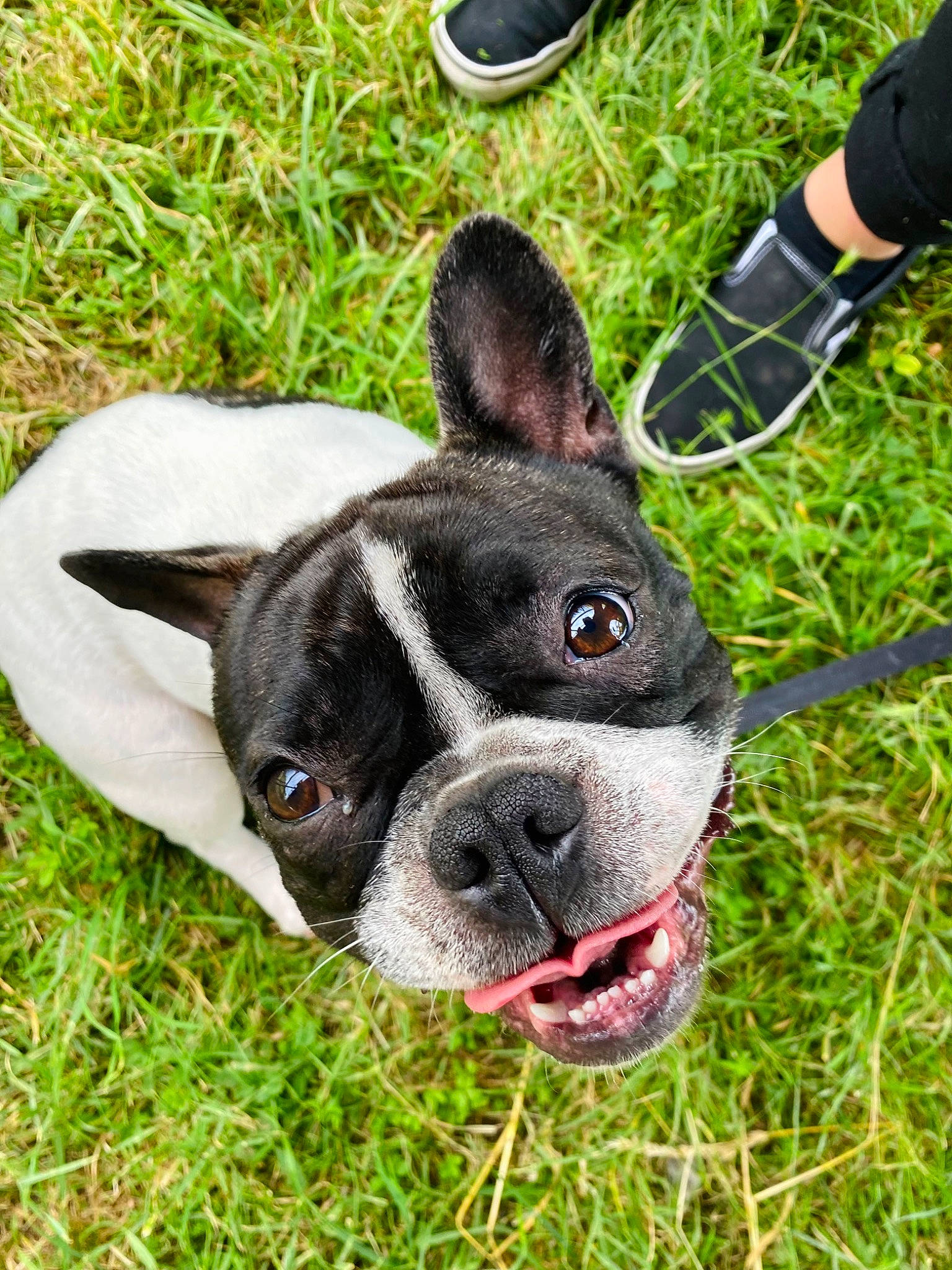 Zazou participe au concours pour gagner de l'argent avec cette photo : boston_terrier, bulldog, carnivore, collar, companion_dog, curious, dog, dog_breed, ear, eye, fawn, french_bulldog, grass, head, plant, snout, sporting_group, terrestrial_animal, whiskers, working_animal