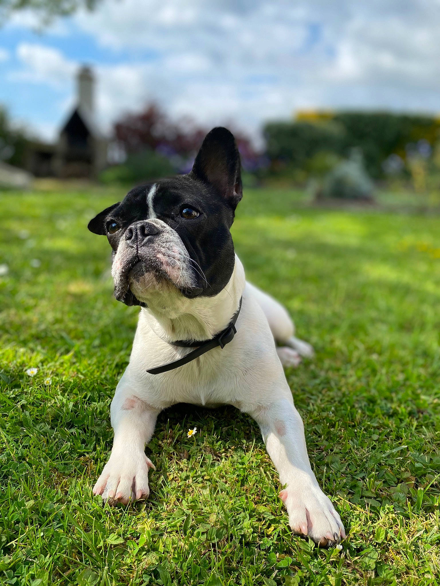Zazou participe au concours pour gagner de l'argent avec cette photo : boston_terrier, bulldog, canidae, carnivore, cloud, companion_dog, dog, dog_breed, dog_collar, fawn, french_bulldog, grass, lawn, molosser, plant, sky, snout, sporting_group, toy_dog, working_animal