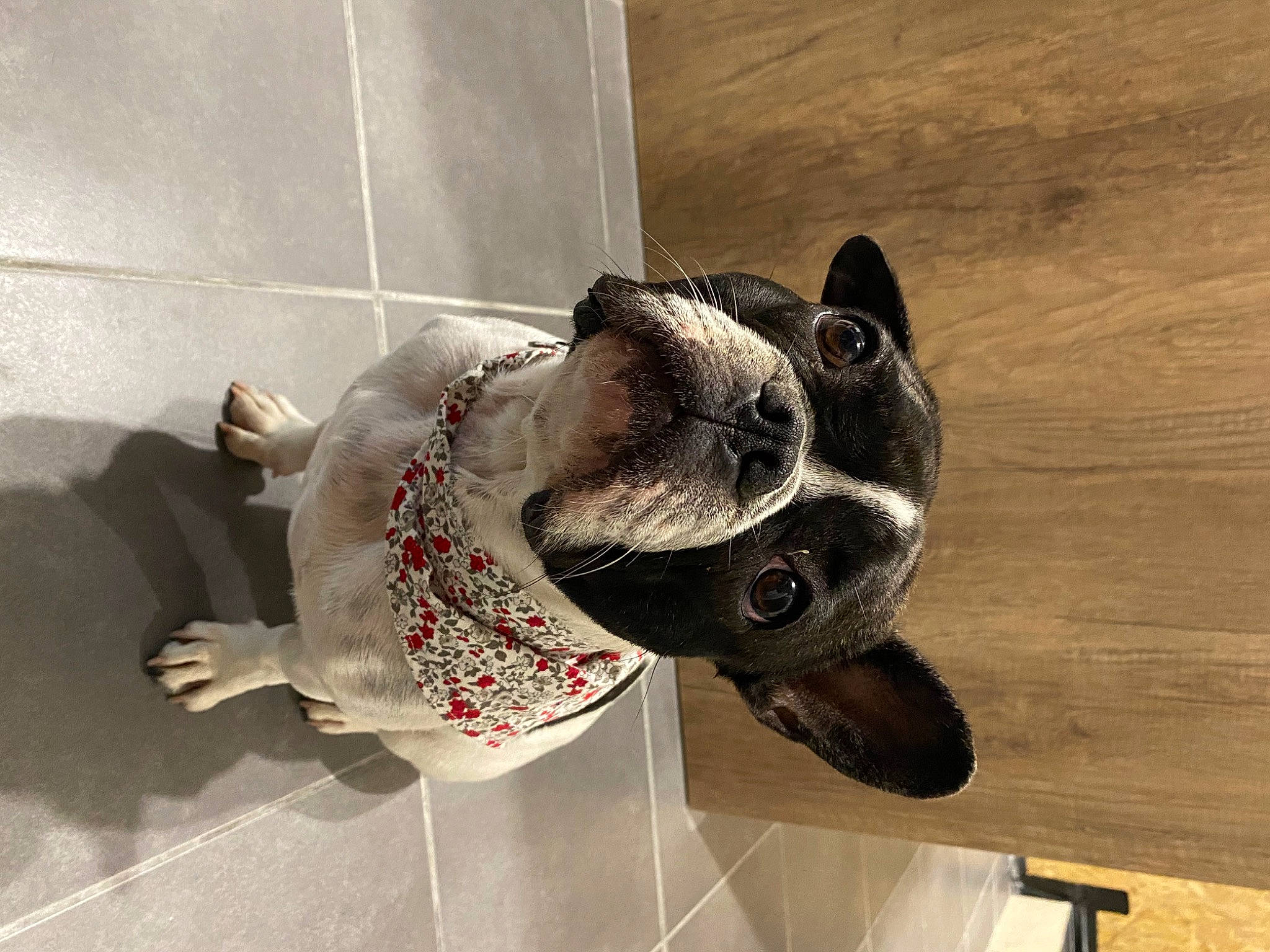 Zazou a rejoint le concours — aidez-le/la à gagner de superbes lots ! canidae, carnivore, collar, companion_dog, dog, dog_breed, fawn, felidae, floor, flooring, fur, grey, head, small_to_medium_sized_cats, snout, sporting_group, tail, whiskers, window, wood