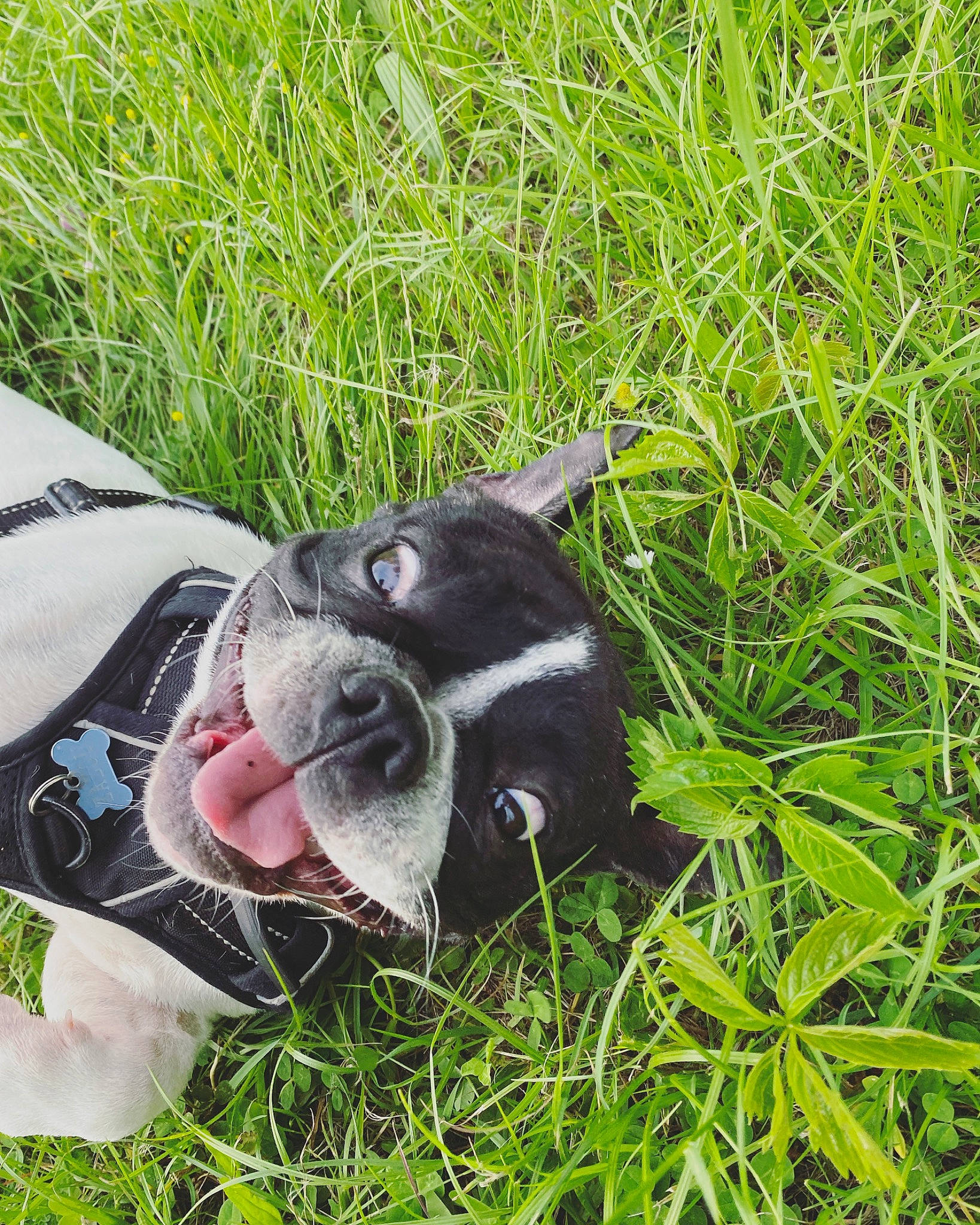 Zazou a rejoint le concours — aidez-le/la à gagner de superbes lots ! carnivore, collar, companion_dog, dog, dog_breed, eyewear, fawn, foot, grass, grass_family, grassland, groundcover, lawn, meadow, plant, snout, soccer_ball, sunglasses, toy, whiskers