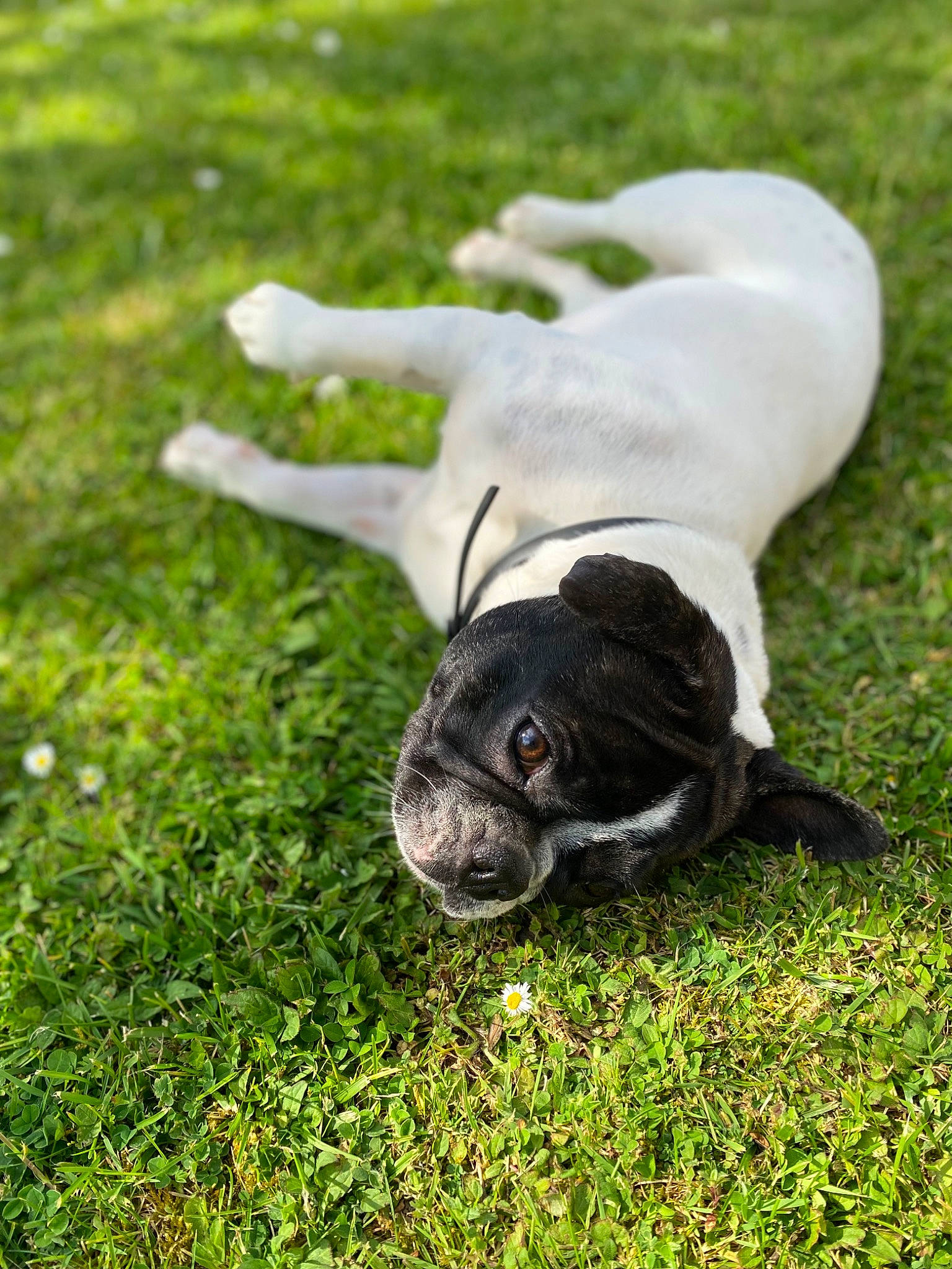 Zazou participe au concours pour gagner de l'argent avec cette photo : canidae, carnivore, collar, companion_dog, dog, dog_breed, dog_collar, fawn, grass, grassland, groundcover, pasture, plant, puppy, snout, sporting_group, tail, terrestrial_animal, whiskers, working_animal