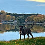 Dobby is registered to the contest to win money with this photo: animal, autumn, calm, canine, clouds, daytime, dog, grass, house, lake, landscape, leaves, nature, outdoor, peaceful, reflection, shore, sky, trees, water