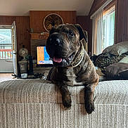 Dobby is registered to the contest to win money with this photo: blanket, brindle, collar, couch, decor, dog, fan, fireplace, furniture, happy, home, indoor, living_room, pet, pillow, relaxed, television, tongue_out, window, wood_paneling