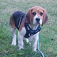 Aslo a rejoint le concours — aidez-le/la à gagner de superbes lots ! dog, beagle, pet, grass, harness, leash, outdoor, portrait, cute, ears, paws, standing, tricolor, brown_and_white, black, animal, field, nature, collar, id_tag
