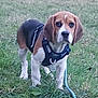 dog, beagle, pet, grass, harness, leash, outdoor, portrait, cute, ears, paws, standing, tricolor, brown_and_white, black, animal, field, nature, collar, id_tag