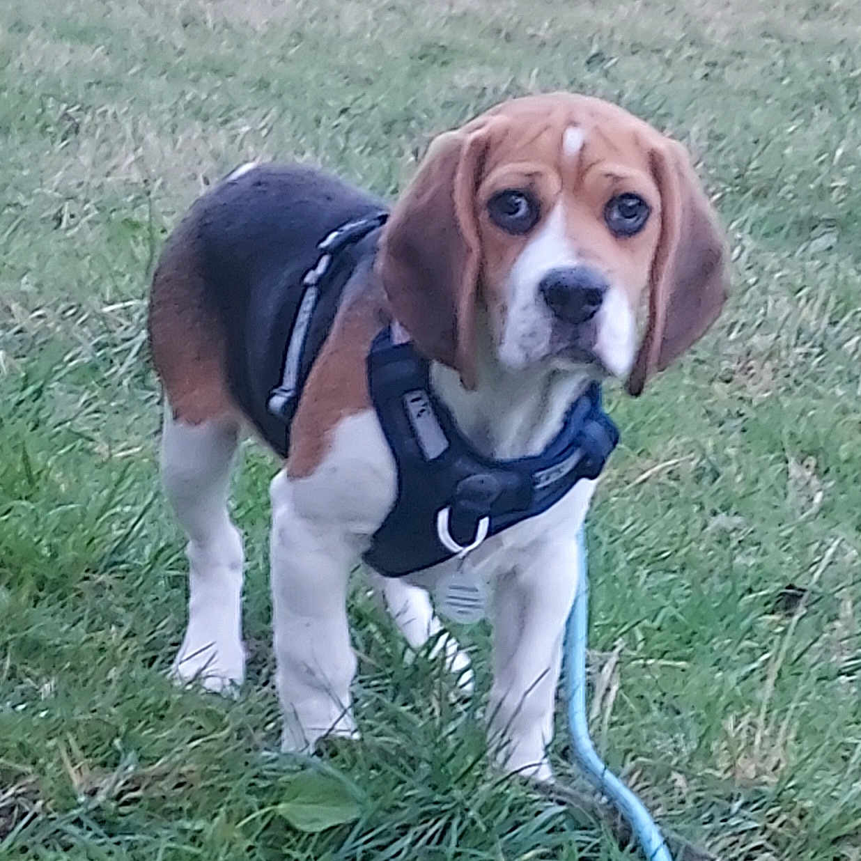 Aslo a rejoint le concours — aidez-le/la à gagner de superbes lots ! animal, beagle, black, brown_and_white, collar, cute, dog, ears, field, grass, harness, id_tag, leash, nature, outdoor, paws, pet, portrait, standing, tricolor