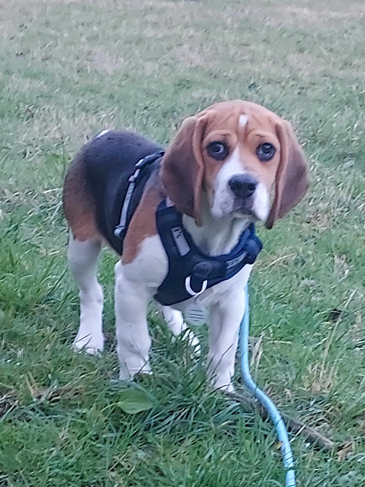 Aslo a rejoint le concours — aidez-le/la à gagner de superbes lots ! dog, beagle, pet, grass, harness, leash, outdoor, portrait, cute, ears, paws, standing, tricolor, brown_and_white, black, animal, field, nature, collar, id_tag