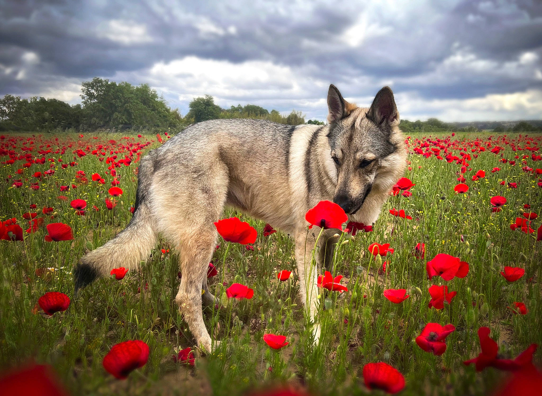 Jessa a rejoint le concours — aidez-le/la à gagner de superbes lots ! carnivore, cloud, companion_dog, dog, dog_breed, fawn, field, flower, grass, grassland, herbaceous_plant, meadow, natural_landscape, pasture, people_in_nature, petal, plant, prairie, sky, working_animal