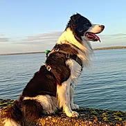 Marius a rejoint le concours — aidez-le/la à gagner de superbes lots ! animal, black_and_white, calm, canine, concrete, dog, harness, landscape, leisure, moss, nature, outdoor, pet, side_view, sitting, sky, sunlight, sunset, tongue_out, water
