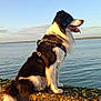 animal, black_and_white, calm, canine, concrete, dog, harness, landscape, leisure, moss, nature, outdoor, pet, side_view, sitting, sky, sunlight, sunset, tongue_out, water
