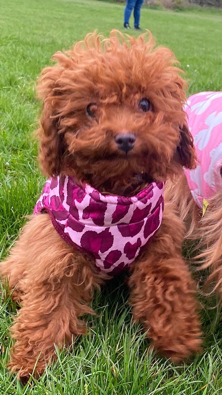 Floss is registered to the contest to win money with this photo: canidae, carnivore, collar, companion_dog, dog, dog_breed, dog_collar, dog_supply, fur, grass, labradoodle, liver, pet_supply, poodle, snout, sporting_group, terrier, toy_dog, water_dog, working_animal