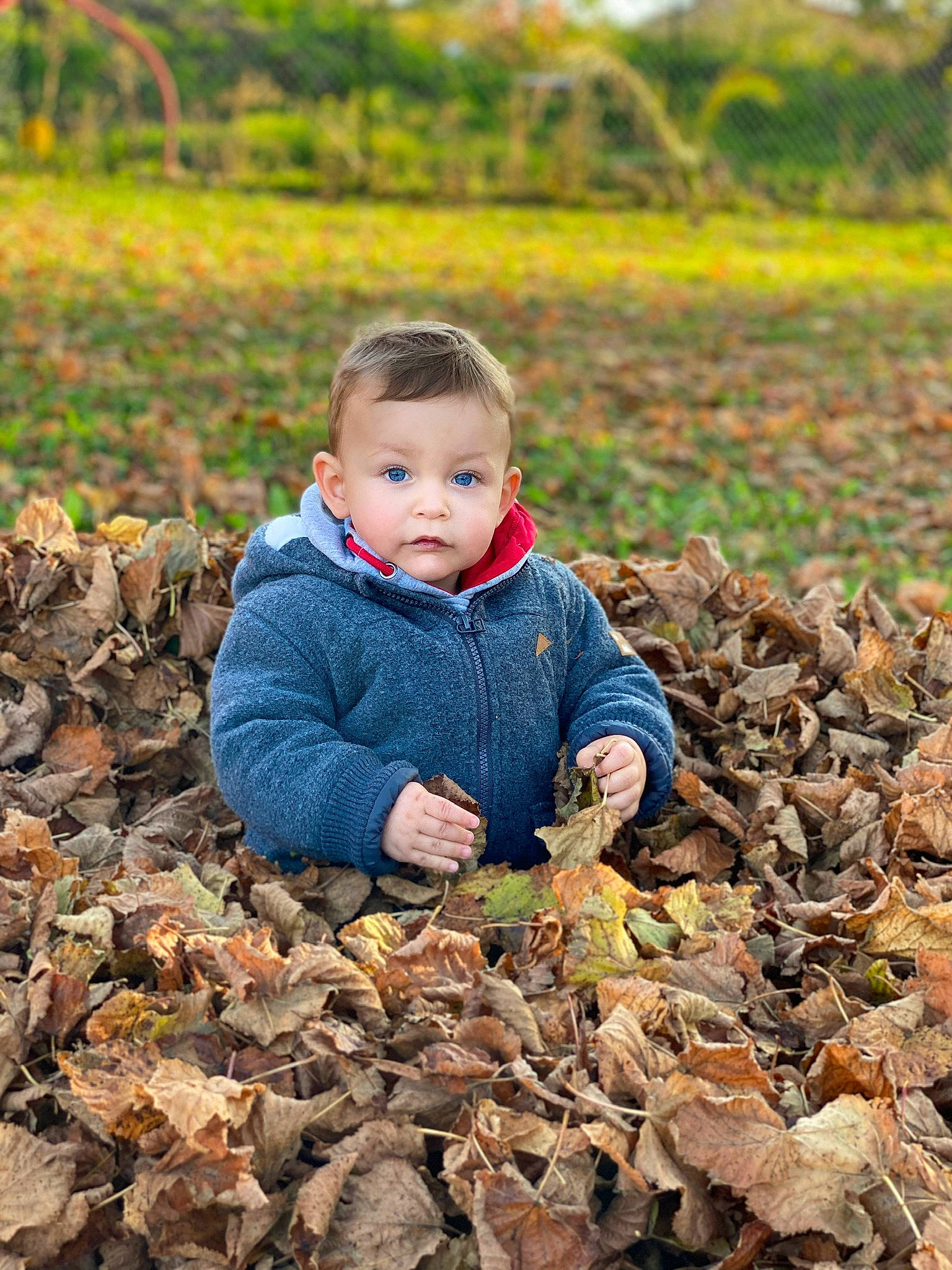 Kameron participe au concours pour gagner de l'argent avec cette photo : adaptation, autumn, child, family, grass, leaf, people_in_nature, person, photograph, photography, plant, play, portrait_photography, smile, soil, toddler, tree