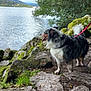 Sally a rejoint le concours — aidez-le/la à gagner de superbes lots ! dog, lake, rocks, moss, water, outdoor, nature, tree, leaves, pet, canine, fur, tongue, harness, scenery, landscape, animal, walk, adventure, forest