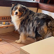 Sally a rejoint le concours — aidez-le/la à gagner de superbes lots ! dog, australian_shepherd, pet, indoor, kitchen, feeding_station, wooden_furniture, floor_tile, appliance, dishwasher, oven, fur, animal, looking_back, calm, home, cozy, domestic, brown, white
