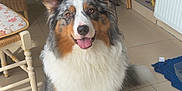 Sally participe au concours pour gagner de l'argent avec cette photo : dog, australian_shepherd, indoor, floor, tile, wicker_chair, wooden_cabinet, plant, potted_plant, happy, tongue_out, pet, animal, fur, smiling, home, furniture, cozy, sitting, domestic