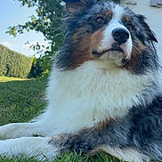 Sally participe au concours pour gagner de l'argent avec cette photo : animal, calm, canine, closeup, daylight, dog, domestic_animal, fluffy, fur, garden, grass, leaves, mammal, nature, outdoor, pet, portrait, relaxing, side_view, sky