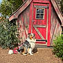 Sally participe au concours pour gagner de l'argent avec cette photo : dog, outdoor, tree, leaf, bush, dirt_ground, red_door, wooden_structure, sign, happy, sitting, fur, leash, nature, sunlight, pet, canine, smiling, small_house, colorful