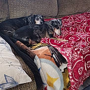 Thor And Loki joined the competition — help win amazing prizes! dog, couch, blanket, indoor, pet, snuggling, cozy, fur, resting, companion, animal, patterned_blanket, fabric, home, relaxing, two_dogs, brown, black, white, comfort