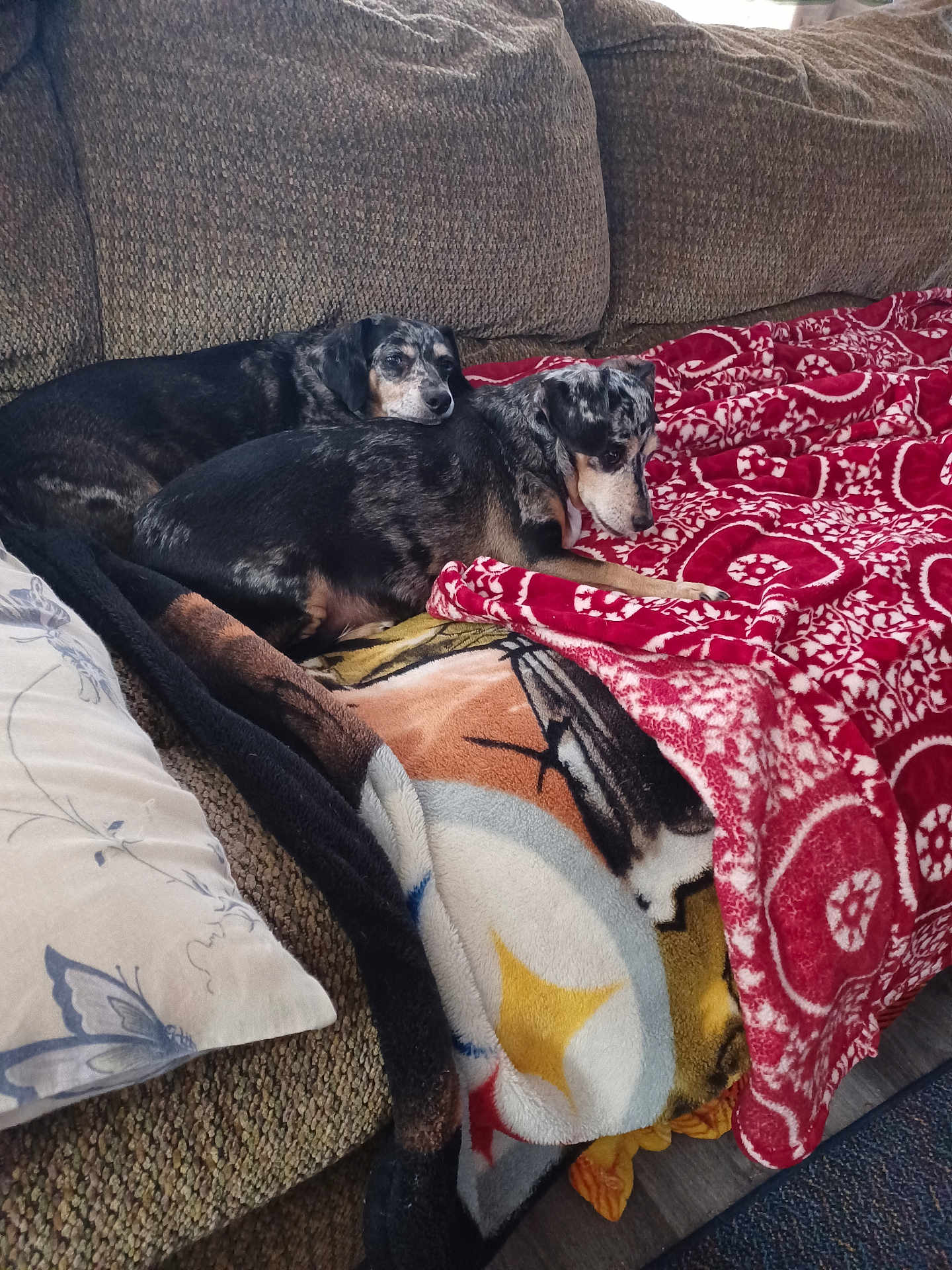 Thor And Loki joined the competition — help win amazing prizes! dog, couch, blanket, indoor, pet, snuggling, cozy, fur, resting, companion, animal, patterned_blanket, fabric, home, relaxing, two_dogs, brown, black, white, comfort