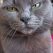 Chipie a rejoint le concours — aidez-le/la à gagner de superbes lots ! animal, background_blur, cat, close_up, closeup, cute, domestic_cat, expression, face, feline, focus, fur, gray_cat, household, indoor, pet, portrait, whiskers, whiskers_visible, yellow_eyes