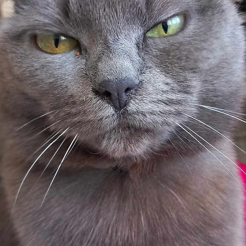 Chipie a rejoint le concours — aidez-le/la à gagner de superbes lots ! animal, background_blur, cat, close_up, closeup, cute, domestic_cat, expression, face, feline, focus, fur, gray_cat, household, indoor, pet, portrait, whiskers, whiskers_visible, yellow_eyes