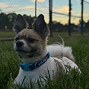 Tommy joined the competition — help win amazing prizes! dog, small_dog, grass, collar, blue_collar, ears, outdoor, sunset, fence, chain_link_fence, pet, animal, cute, fur, nature, field, canine, portrait, relaxed, closeup