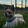 dog, small_dog, grass, collar, blue_collar, ears, outdoor, sunset, fence, chain_link_fence, pet, animal, cute, fur, nature, field, canine, portrait, relaxed, closeup