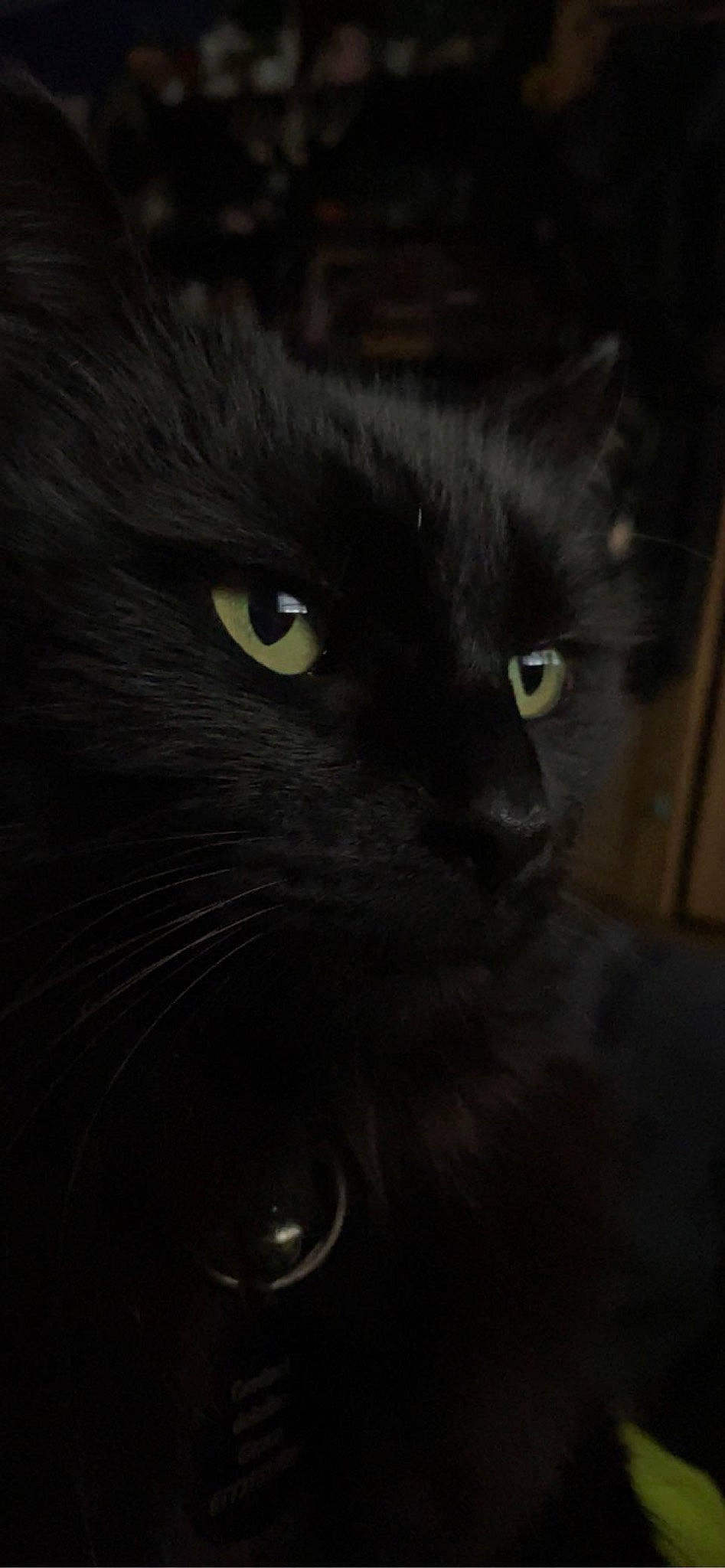 Ozzy joined the competition — help win amazing prizes! black_cat, bombay, carnivore, cat, darkness, domestic_short_haired_cat, felidae, fur, iris, small_to_medium_sized_cats, snout, terrestrial_animal, whiskers