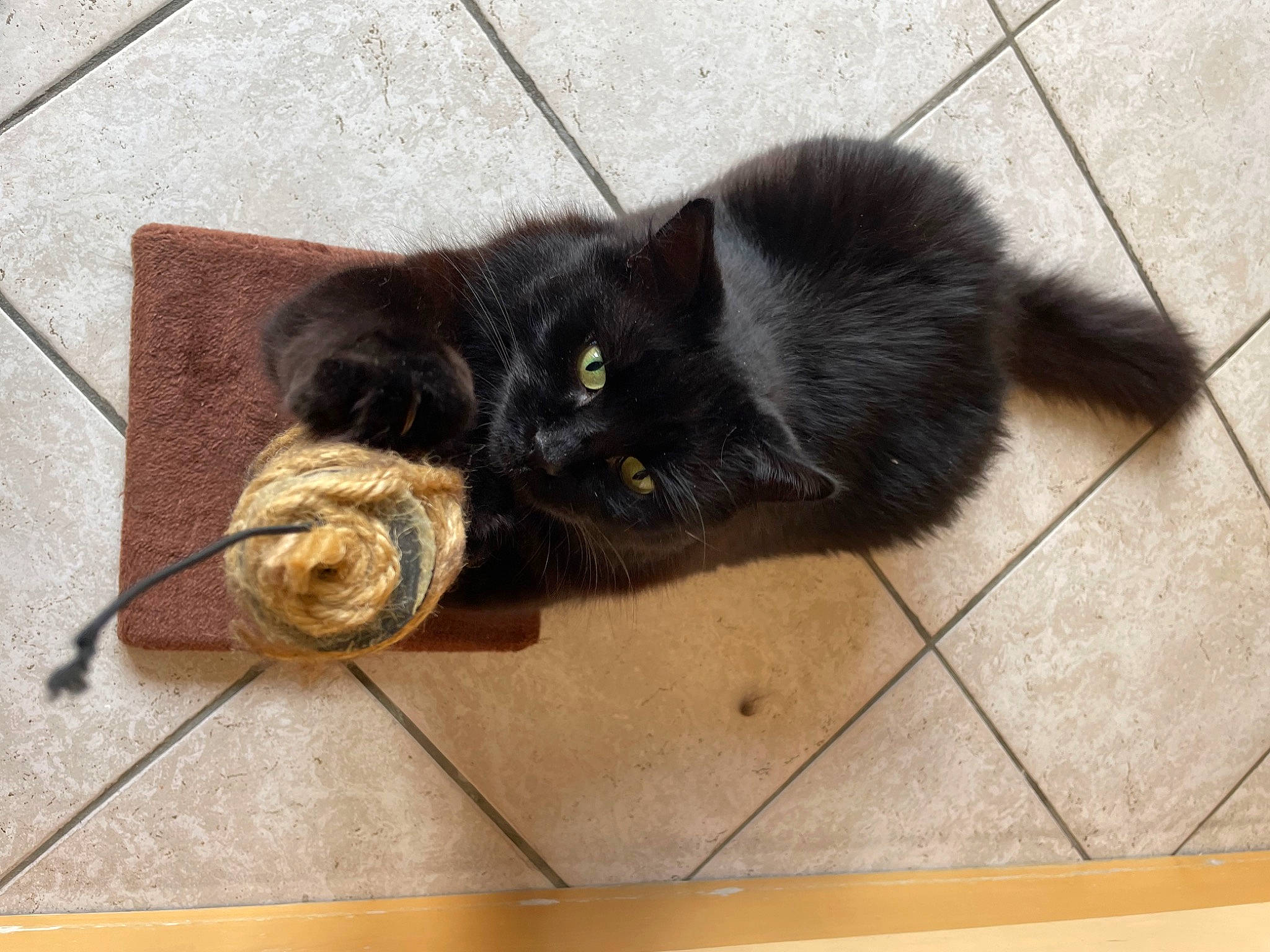 Ozzy is registered to the contest to win money with this photo: black_cat, carnivore, cat, claw, comfort, dog_breed, domestic_short_haired_cat, felidae, floor, flooring, hardwood, paw, small_to_medium_sized_cats, snout, sporting_group, tail, terrestrial_animal, tile_flooring, whiskers, wood