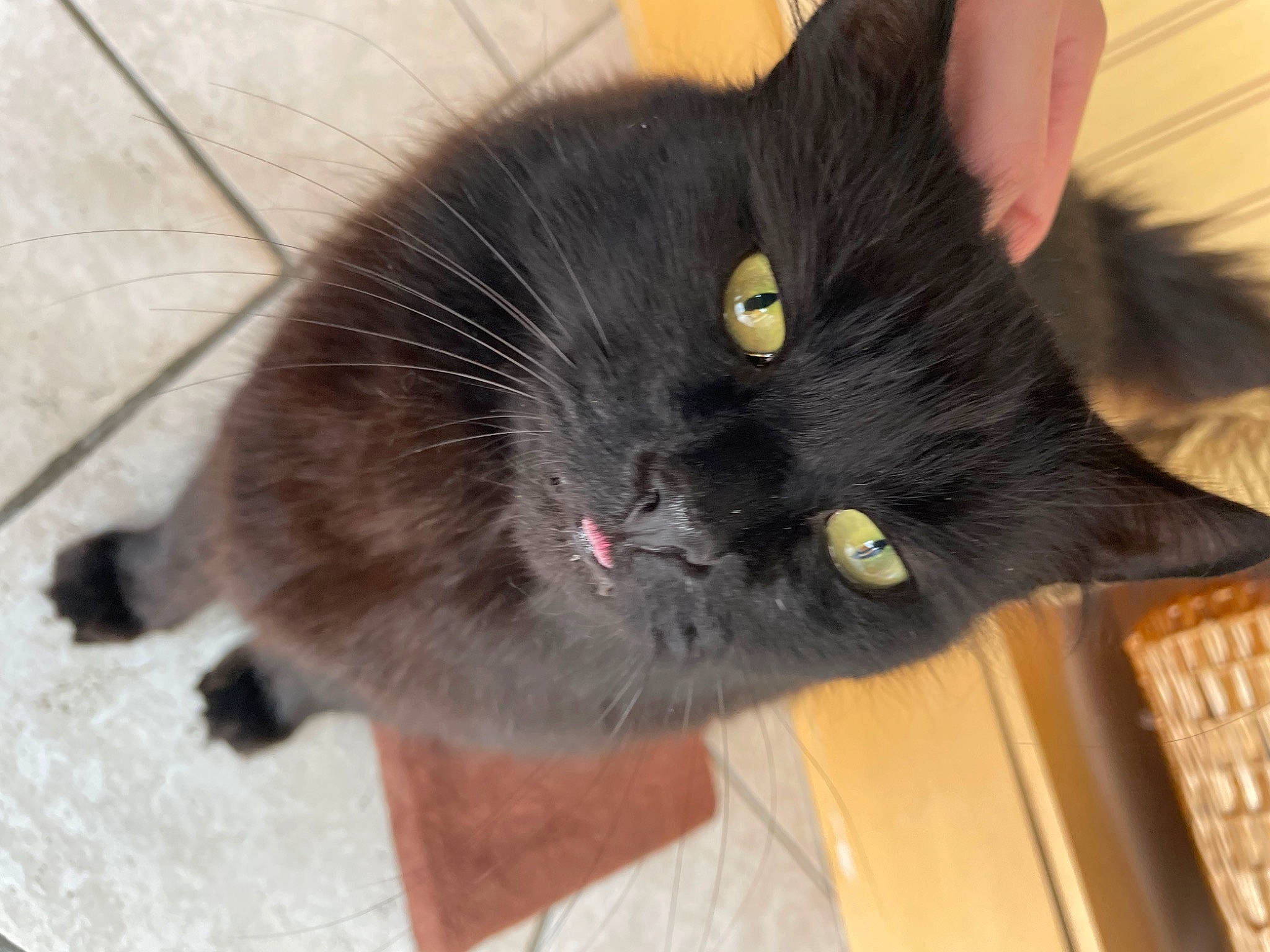 Ozzy is registered to the contest to win money with this photo: black_cat, bombay, carnivore, cat, claw, domestic_short_haired_cat, felidae, flooring, fur, hardwood, paw, small_to_medium_sized_cats, snout, tail, terrestrial_animal, whiskers
