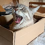 Chapiron participe au concours pour gagner de l'argent avec cette photo : bed, blanket, cardboard_box, cat, cozy, cute, domestic_animal, feline, fur, home, indoor, mouth_open, pet, relaxed, resting, sleepy, soft_light, striped, whiskers, yawning