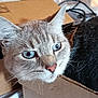 Chapiron a rejoint le concours — aidez-le/la à gagner de superbes lots ! animal_hair, black_cushion, blue_eyes, box_lid, cardboard_box, cat, closeup, container, curious, ears, face, feline, fur, home, indoor, looking_out, pet, relaxed, soft_light, whiskers