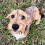dog, grass, outdoor, pet, animal, nose, fur, brown, eyes, cute, scruffy, closeup, nature, canine, looking_up, whiskers, ears, portrait, muzzle, ground